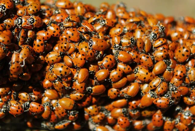 The Bugman Advantage Expert Pest Control Backed By Years Of Experience