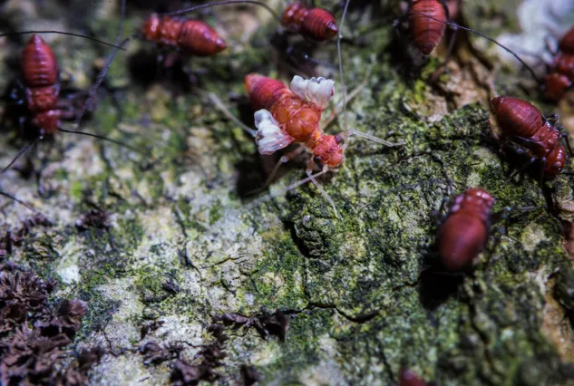 The Bugman Advantage Expert Pest Control Backed By Years Of Experience