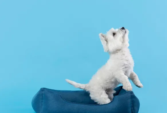 How To Spot A Healthy Teacup Pup From The First Visit? How To Spot A Healthy Teacup Pup From The First Visit