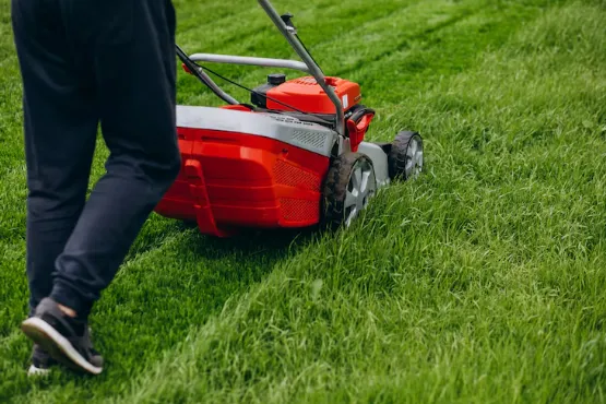 What To Expect From Full-Service Lawn Care Program? What To Expect From Full-Service Lawn Care Program