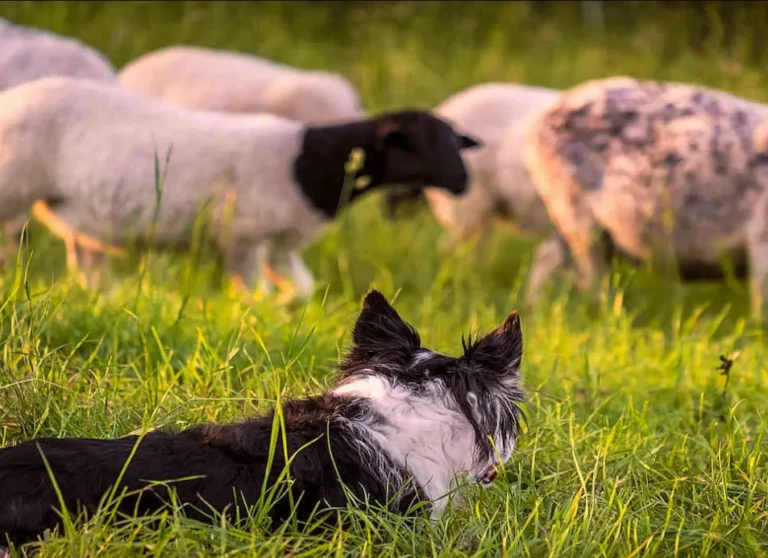 Instinct and Intelligence How Sheep Herding and Barn Hunt Bring Out the Best in Dogs