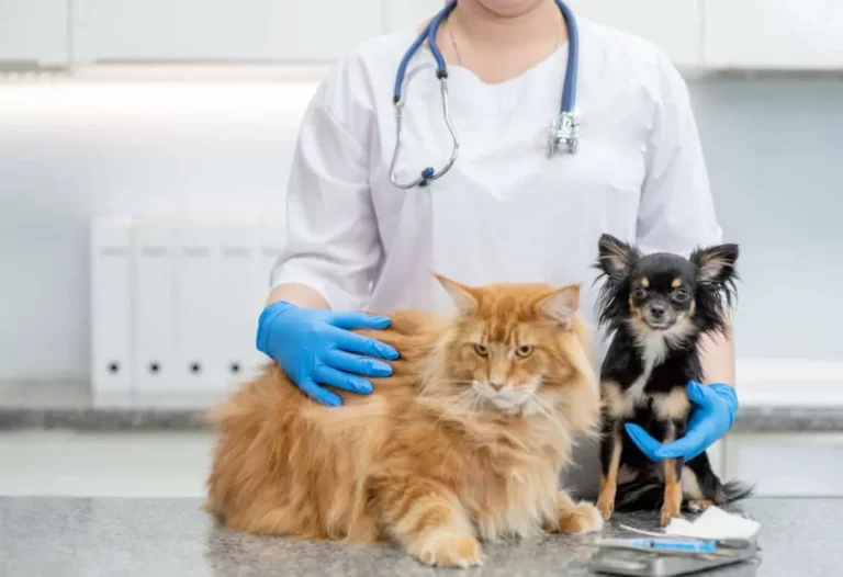Veterinary Care Services Tailored To Your Pet's Needs